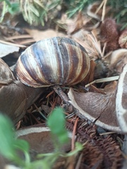 Helix lucorum