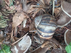 Helix lucorum
