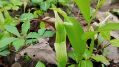Uvularia floridana