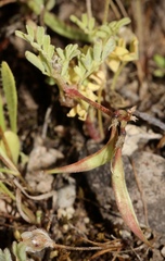 Astragalus claranus