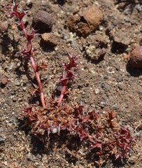 Chorizanthe polygonoides