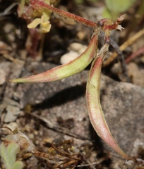 Astragalus claranus