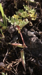 Astragalus claranus