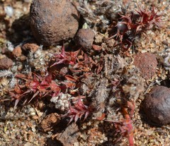 Chorizanthe polygonoides