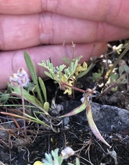 Astragalus claranus