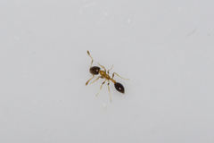 Monomorium floricola