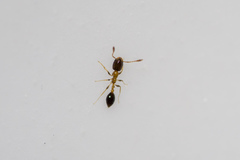 Monomorium floricola
