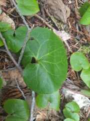 Asarum lemmonii