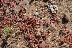 Chorizanthe polygonoides