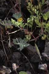 Astragalus claranus