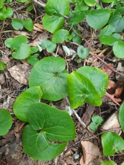 Asarum lemmonii