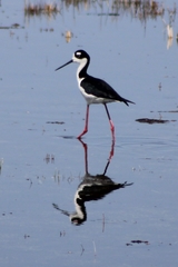 Himantopus mexicanus mexicanus