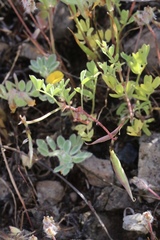 Astragalus claranus