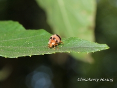 Epilachna crassimala