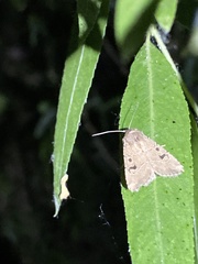 Anhimella contrahens