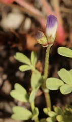 Astragalus claranus
