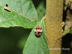 Epilachna crassimala
