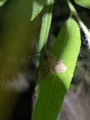 Anhimella contrahens