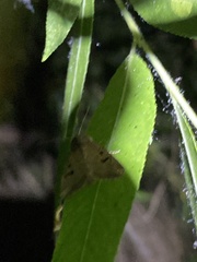 Anhimella contrahens