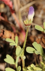 Astragalus claranus