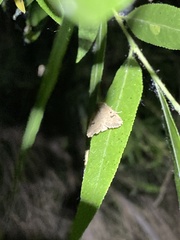 Anhimella contrahens