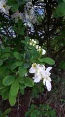 Exochorda