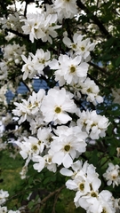 Exochorda