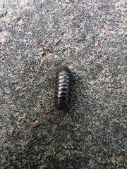 Armadillidium vulgare
