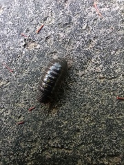 Armadillidium vulgare