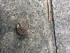 Armadillidium vulgare