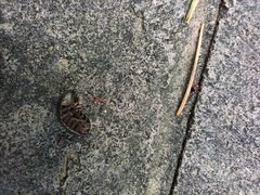Armadillidium vulgare