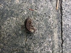 Armadillidium vulgare