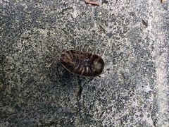 Armadillidium vulgare