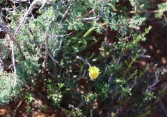 Crassothonna protecta