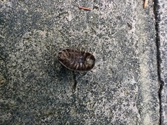 Armadillidium vulgare