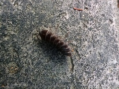 Armadillidium vulgare