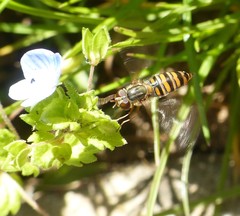 Episyrphus balteatus
