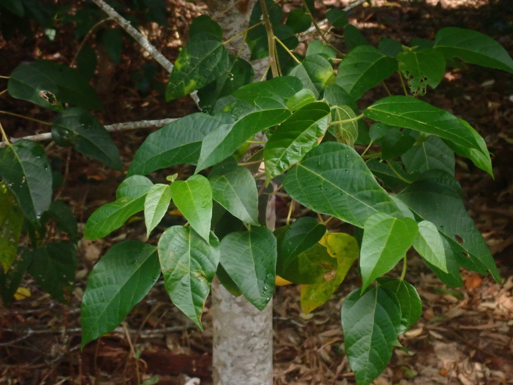 white kamala from Iluka NSW 2466, Australia on April 26, 2022 at 08:49 ...