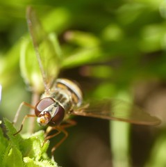 Episyrphus balteatus