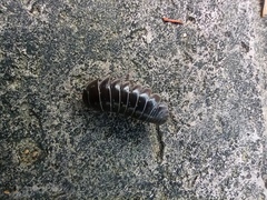 Armadillidium vulgare