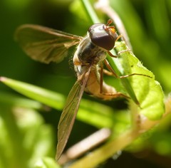 Episyrphus balteatus