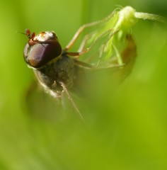 Episyrphus balteatus