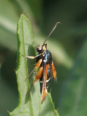 Pyropteron chrysidiforme
