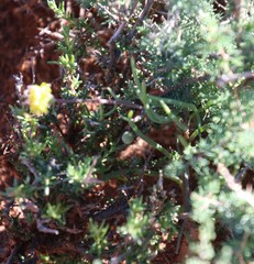 Crassothonna protecta