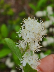 Symplocos paniculata