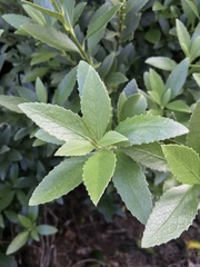 Melicytus chathamicus