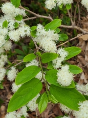 Symplocos paniculata