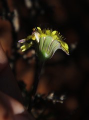 Crassothonna protecta