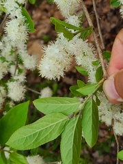 Symplocos paniculata