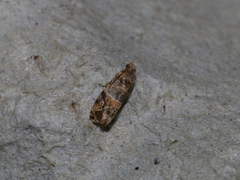 Lobesia aeolopa